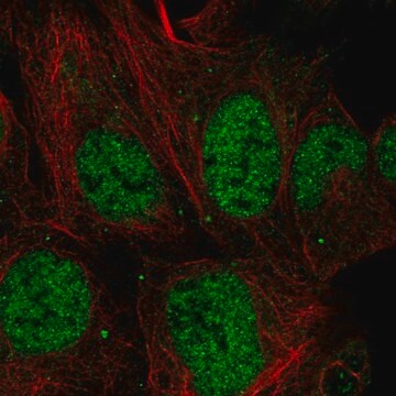 Anti-MESDC1 antibody produced in rabbit Prestige Antibodies&#174; Powered by Atlas Antibodies, affinity isolated antibody