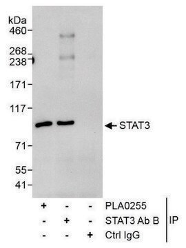 Rabbit anti-STAT3 Antibody, Affinity Purified Powered by Bethyl Laboratories, Inc.