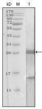 Monoclonal Anti-KLK3 antibody produced in mouse clone 5A11E9, ascites fluid