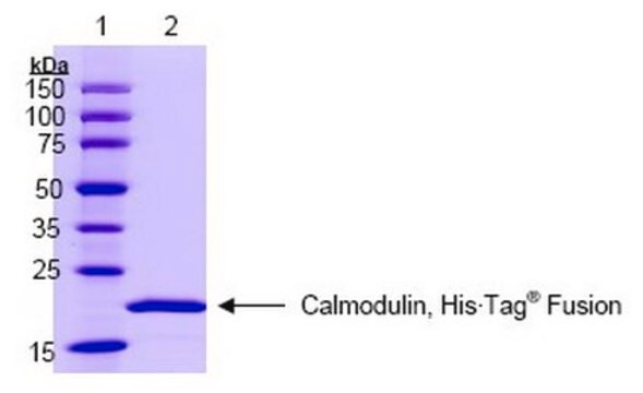 Calmodulin, His&#8226;Tag&#174;, human, rekombinant Calmodulin, His&#8226;Tag Human, Recombinant, is a full-length, recombinant human calmodulin fused to a His&#8226;Tag sequence at the N-terminus. Contains four functional Ca2+-binding sites.