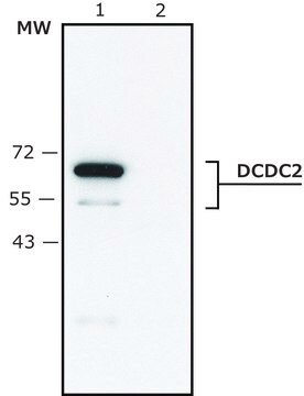 Anti-DCDC2 antibody produced in rabbit ~1.5&#160;mg/mL, affinity isolated antibody, buffered aqueous solution