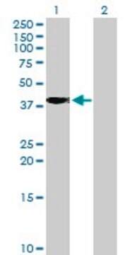 Anti-POPDC2 antibody produced in mouse purified immunoglobulin, buffered aqueous solution