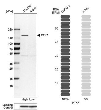 抗PTK7 兔抗 Prestige Antibodies&#174; Powered by Atlas Antibodies, affinity isolated antibody, buffered aqueous glycerol solution