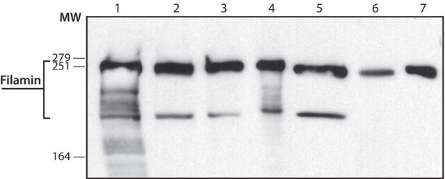 抗-フィラミン抗体、マウスモノクローナル clone PM6/317, purified from hybridoma cell culture