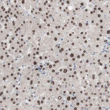 Anti-PHTF2 antibody produced in rabbit Prestige Antibodies&#174; Powered by Atlas Antibodies, affinity isolated antibody, buffered aqueous glycerol solution