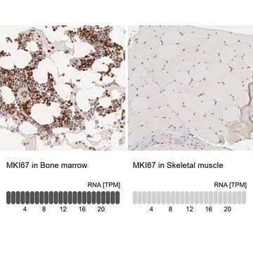 抗MKI67抗体 ウサギ宿主抗体 Ab1, Prestige Antibodies&#174; Powered by Atlas Antibodies, affinity isolated antibody, buffered aqueous glycerol solution