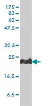 Monoclonal Anti-PRDX1 antibody produced in mouse clone 4B11-D10, purified immunoglobulin, buffered aqueous solution