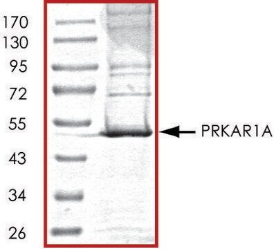 PRKAR1A, His tagged human recombinant, expressed in baculovirus infected Sf9 cells, &#8805;70% (SDS-PAGE), buffered aqueous glycerol solution