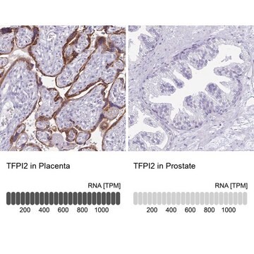 Anti-TFPI2 antibody produced in rabbit Prestige Antibodies&#174; Powered by Atlas Antibodies, affinity isolated antibody, buffered aqueous glycerol solution