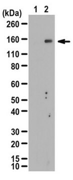 Przeciwciało anty-fosfoIRS-2 (Ser388) from rabbit, purified by affinity chromatography