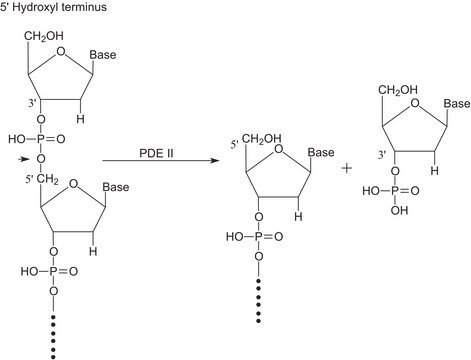 Phosphodiesterase II aus Rindermilz lyophilized powder, &#8805;5.0&#160;units/mg protein