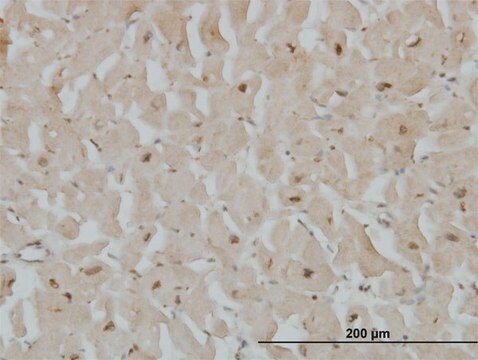 Monoclonal Anti-CYGB antibody produced in mouse clone 1A1, purified immunoglobulin, buffered aqueous solution