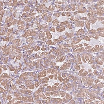 Anti-RGS16 antibody produced in rabbit Prestige Antibodies&#174; Powered by Atlas Antibodies, affinity isolated antibody, buffered aqueous glycerol solution