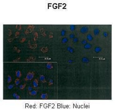 Anti-FGF2 antibody produced in rabbit affinity isolated antibody