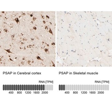 抗PSAP ウサギ宿主抗体 Prestige Antibodies&#174; Powered by Atlas Antibodies, affinity isolated antibody, buffered aqueous glycerol solution