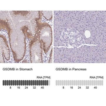 抗-GSDMB 兔抗 Prestige Antibodies&#174; Powered by Atlas Antibodies, affinity isolated antibody, buffered aqueous glycerol solution