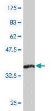 Monoclonal Anti-DMC1 antibody produced in mouse clone 4E2, purified immunoglobulin, buffered aqueous solution