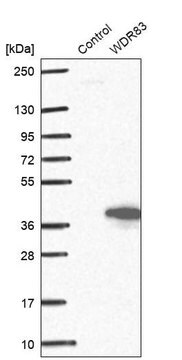 Anti-WDR83 antibody produced in rabbit Prestige Antibodies&#174; Powered by Atlas Antibodies, affinity isolated antibody, buffered aqueous glycerol solution