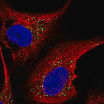 Anti-ST6GALNAC5 antibody produced in rabbit Prestige Antibodies&#174; Powered by Atlas Antibodies, affinity isolated antibody