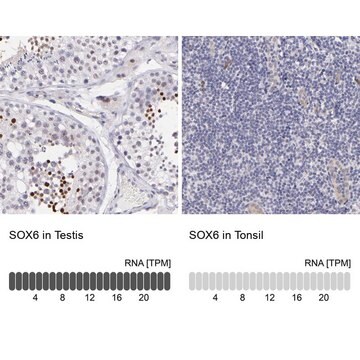 抗SOX6 ウサギ宿主抗体 Prestige Antibodies&#174; Powered by Atlas Antibodies, affinity isolated antibody, buffered aqueous glycerol solution