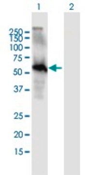 Anti-EGFL6 antibody produced in mouse purified immunoglobulin