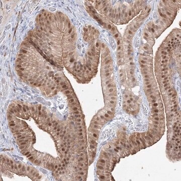 Anti-ARHGAP21 antibody produced in rabbit Prestige Antibodies&#174; Powered by Atlas Antibodies, affinity isolated antibody, buffered aqueous glycerol solution