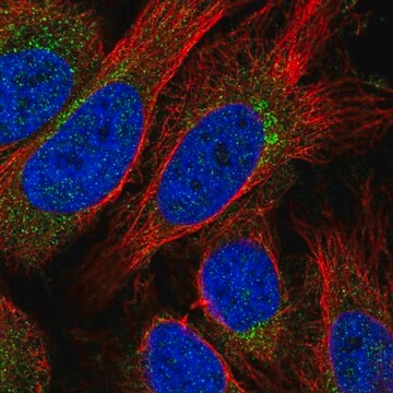 Anti-STX10 antibody produced in rabbit Prestige Antibodies&#174; Powered by Atlas Antibodies, affinity isolated antibody