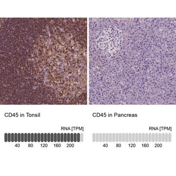 抗-CD45 兔抗 Prestige Antibodies&#174; Powered by Atlas Antibodies, affinity isolated antibody, buffered aqueous glycerol solution