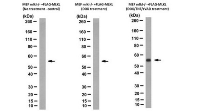 Anti-phospho-MLKL (Ser345) Antibody, clone 7C6.1 clone 7C6.1, from mouse