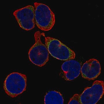 Anty-IGL1 Prestige Antibodies&#174; Powered by Atlas Antibodies, affinity isolated antibody