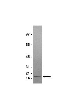 Histone&nbsp;H3 recombinante humaine Recombinant human histone H3.