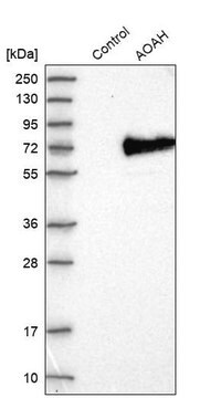 Anti-AOAH antibody produced in rabbit Prestige Antibodies&#174; Powered by Atlas Antibodies, affinity isolated antibody, buffered aqueous glycerol solution