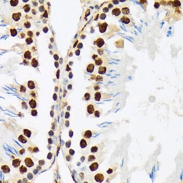 Anti-PTBP2 antibody produced in rabbit