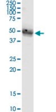 Monoclonal Anti-ST8SIA4 antibody produced in mouse clone 1H5, purified immunoglobulin, buffered aqueous solution