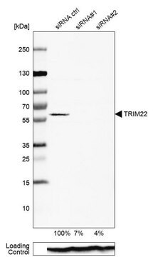 Anti-TRIM22 antibody produced in rabbit Ab2, Prestige Antibodies&#174; Powered by Atlas Antibodies, affinity isolated antibody, buffered aqueous glycerol solution