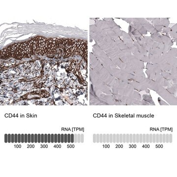 Przeciwciało anty-CD44 wytwarzane u myszy Prestige Antibodies&#174; Powered by Atlas Antibodies, clone CL13319, purified by using Protein A, buffered aqueous glycerol solution