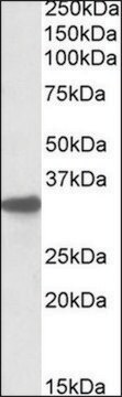 Anti-Cyb5r3 (C-terminal) antibody produced in goat affinity isolated antibody, buffered aqueous solution