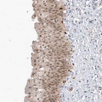 Anti-NCOA7 antibody produced in rabbit Prestige Antibodies&#174; Powered by Atlas Antibodies, affinity isolated antibody, buffered aqueous glycerol solution