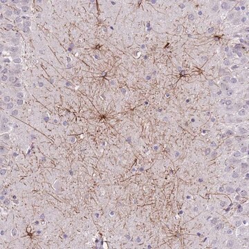 Anti-SHCBP1 antibody produced in rabbit Prestige Antibodies&#174; Powered by Atlas Antibodies, affinity isolated antibody, buffered aqueous glycerol solution