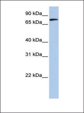 Anti-MFN2 (AB1) antibody produced in rabbit affinity isolated antibody