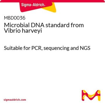 Wzorzec mikrobiologicznego DNA z Vibrio harveyi Suitable for PCR, sequencing and NGS