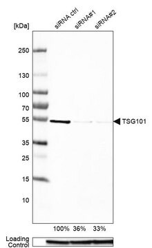 抗-TSG101 兔抗 Prestige Antibodies&#174; Powered by Atlas Antibodies, affinity isolated antibody, buffered aqueous glycerol solution