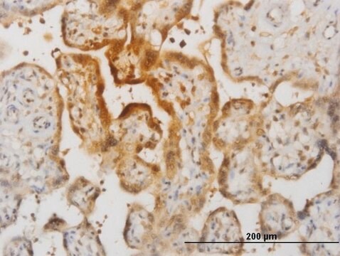 Monoclonal Anti-IL15, (C-terminal) antibody produced in mouse clone 2F6, purified immunoglobulin, buffered aqueous solution