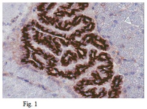 Anticuerpo anti-receptor 1 de la esfingosina 1-fosfato 1 (S1P1), clon 8B7.1 clone 8B7.1, from mouse