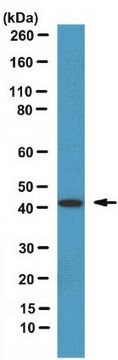 Anti-Septin-2-Antikörper serum, from rabbit