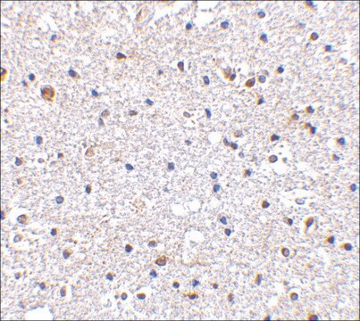 抗PD-1 (ab1) 兔抗 affinity isolated antibody, buffered aqueous solution