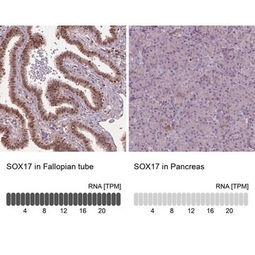 抗SOX17 ウサギ宿主抗体 Prestige Antibodies&#174; Powered by Atlas Antibodies, affinity isolated antibody, buffered aqueous glycerol solution