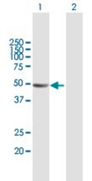 Anti-KIAA1576 antibody produced in mouse purified immunoglobulin, buffered aqueous solution