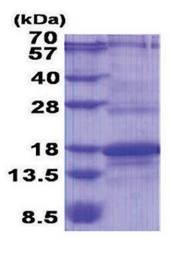 CD247 human recombinant, expressed in E. coli, &#8805;90% (SDS-PAGE)