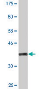 Monoclonal Anti-NOS2 antibody produced in mouse clone 2G4, purified immunoglobulin, buffered aqueous solution